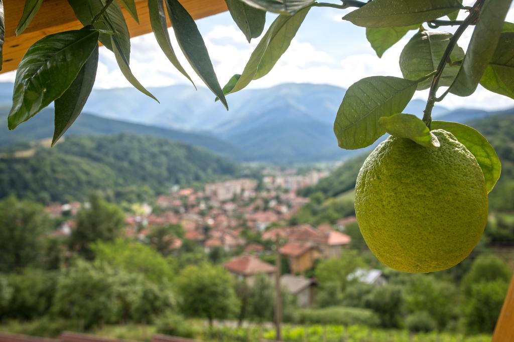 Green Hill Luxury Villa Berkovitsa Dış mekan fotoğraf
